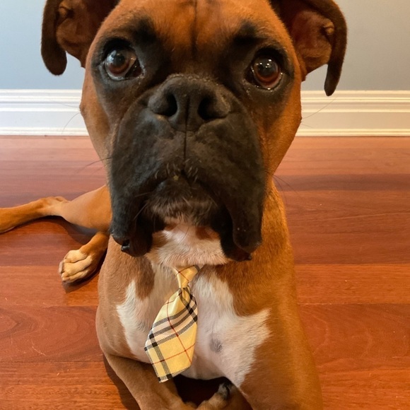 Adjusting Dog Neck Tie Collar - Picture 6 of 9